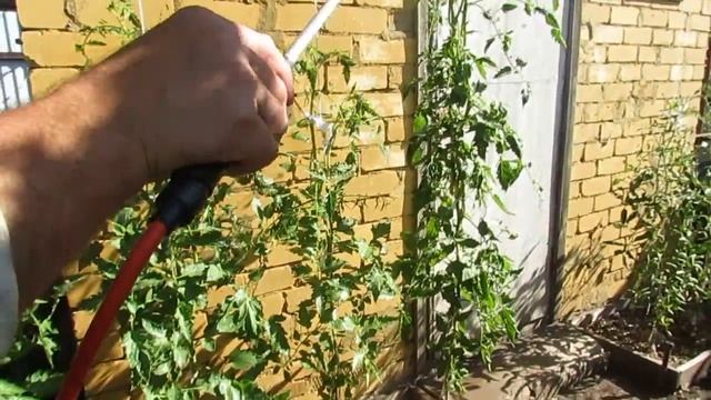 Лето 2020. Часть 3. Грибной Эликсир от болезней и вирусов дачных растений! смотреть онлайн