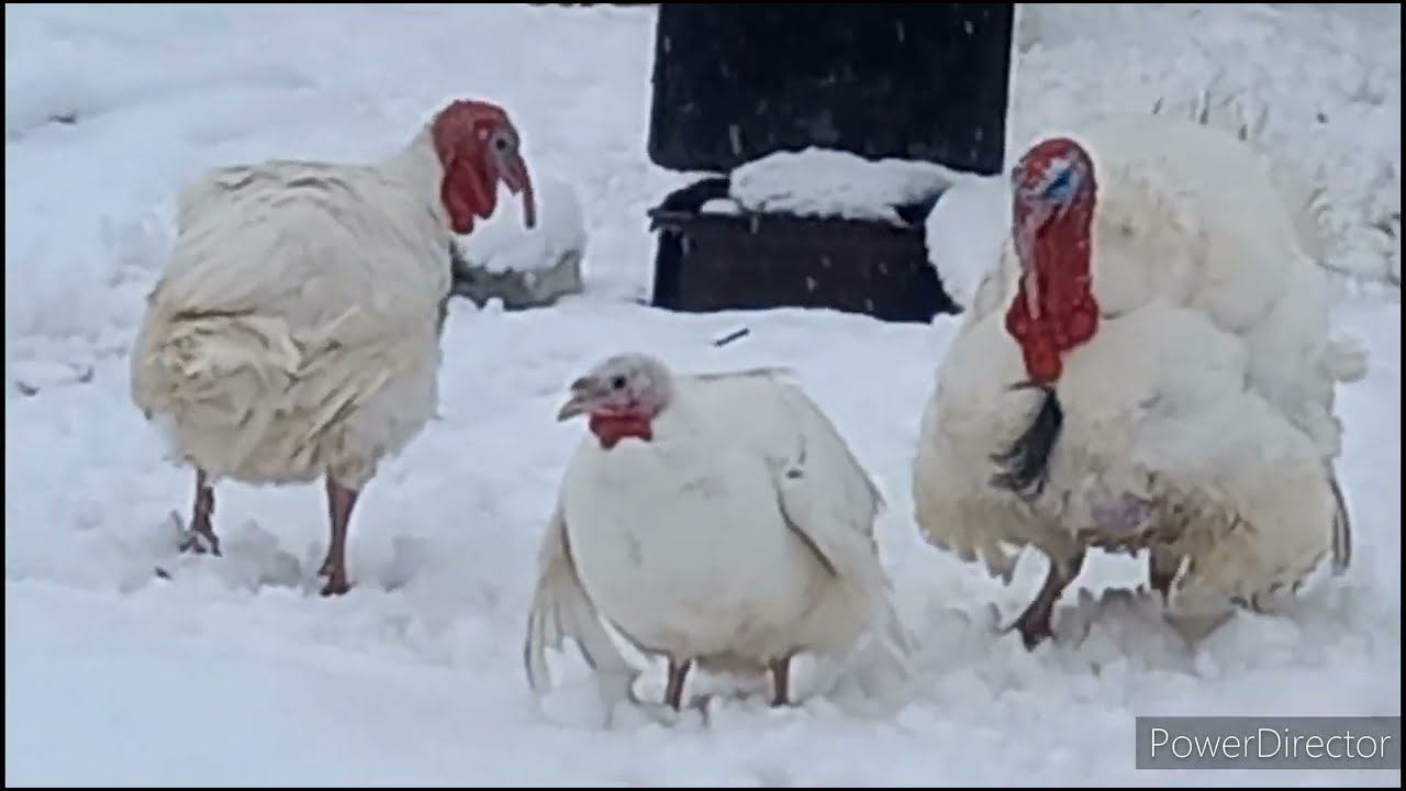 Снег выпал, свадьба отменяется)))) смотреть онлайн