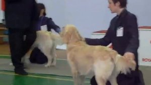 Выставка собак 5 декабря 2010 голдены юниоры