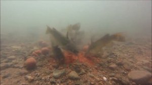 Как работает PVA пакет, очень... -