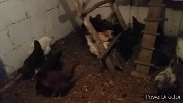 Куры Молодки Разных Возрастов//Соединяем Курочек, Петухи Отдельно//Помеси Разных Пород Кур