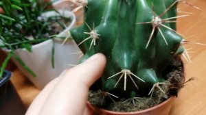 Моя коллекция кактусов и суккулентов!