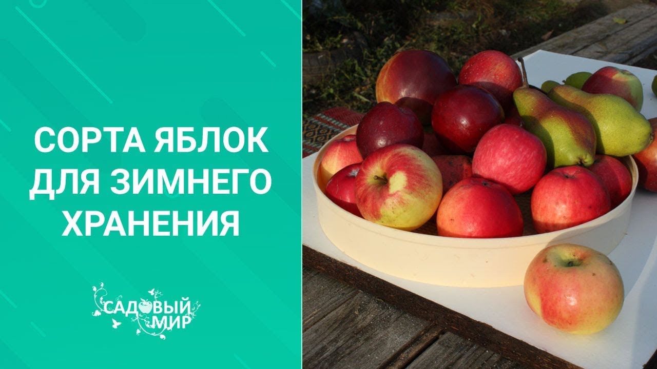Сорта яблок для зимнего хранения смотреть онлайн