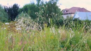 Кровохлебка – лекарство или королева пейзажного цветника?