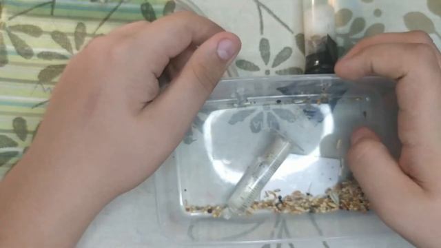 Обзор моих муравьёв, вернее того, что от них осталось? Муха-паразит? смотреть онлайн