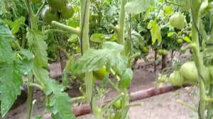 Томат-Dark Galaxy( темная галактика)