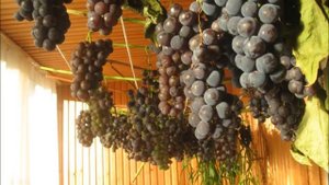 Виноградную косточку в теплую землю зарою.....