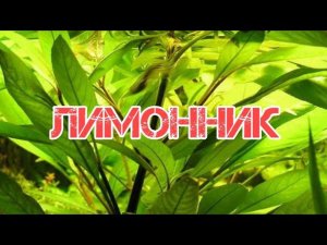 ЛИМОННИК . СОДЕРЖАНИЕ И РАЗВЕДЕНИЕ