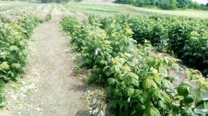 Малина!Добрива і як боротися з хлорозом!