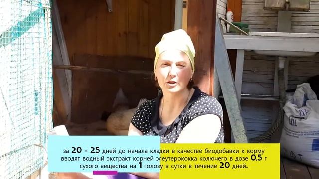 Куры молодки не начали нестись? Как ускорить процесс?  Добавь элеутерокок. Проверено!