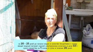 Куры молодки не начали нестись? Как ускорить процесс?  Добавь элеутерокок. Проверено!