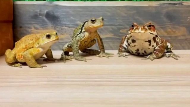 Битва лягушек за еду #домашниеживотные #смешныевидео