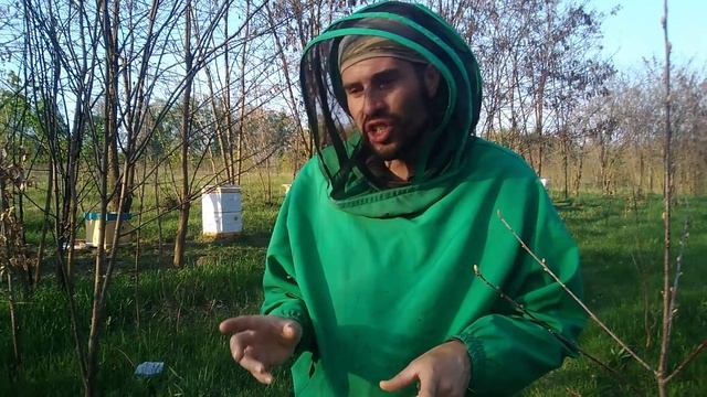 Пасека в роевом состоянии. Роение пчел. Первые признаки пчеловод увидит по маточниках