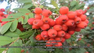 Рябина Невежинская – сладкоплодный сорт