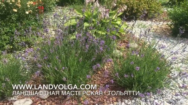 Лаванда в рокарии смотреть онлайн