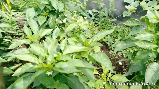 Прогулка по грядкам с перцем 26 июля Подмосковье смотреть онлайн