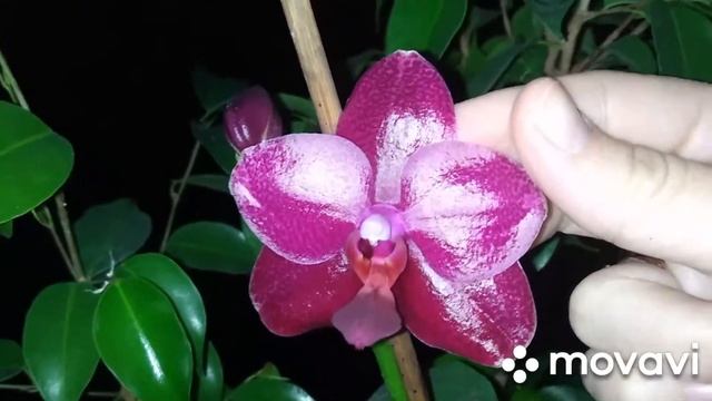 Орхидея sogo relex (сого релекс, релекс) смотреть онлайн