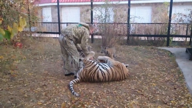 Тигрята атаковали Олега Зубкова! смотреть онлайн