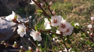 Что такое органы местного самоуправления