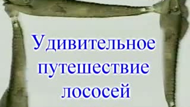 Животные путешественники. Харун Яхья смотреть онлайн