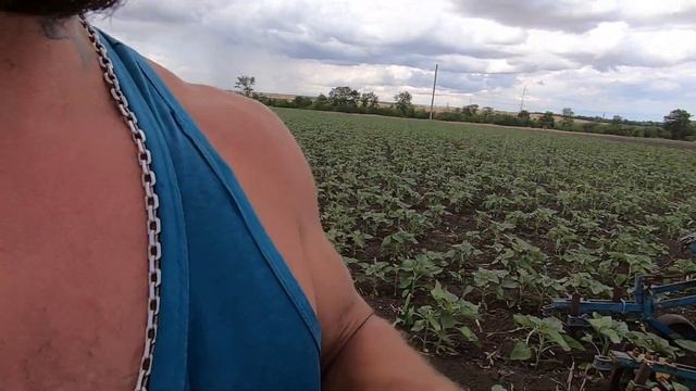 Окучуваня соняха під Гранстар МТЗ 82 смотреть онлайн