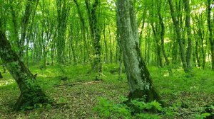 The sounds of Forest Nature and the Delicate Greenery of the Spring Forest