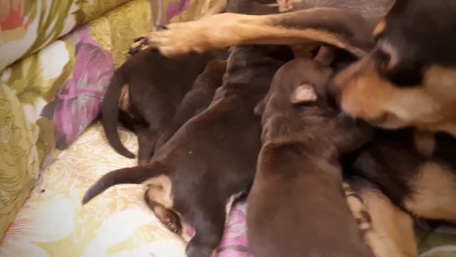 Новорожденным щенкам породы русский той сегодня 5 дней!) смотреть онлайн