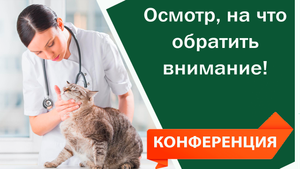 Осмотр, на что обратить внимание! | Видео конференция для ветеринаров