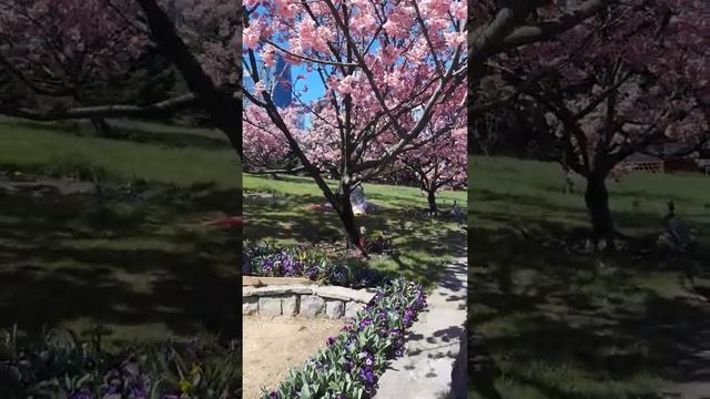 ?В Стамбуле цветет сакура! ?