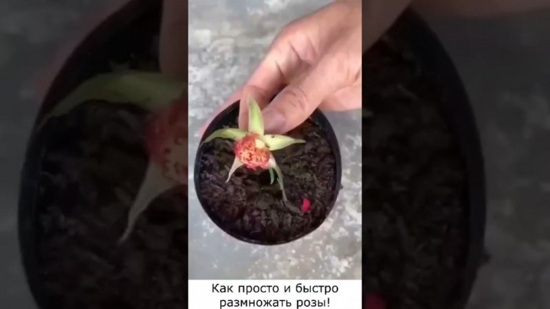 100% об этом способе не знали Как быстро и просто размножить розу #лайфхаки #цветы #роза #рек