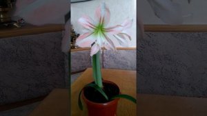 Гиппеаструм и уход за ним. Легко и просто.