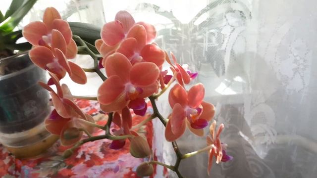 Орхидеи. Любимая рыжая черешневая красавица орхидея во всей своей красе. смотреть онлайн