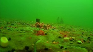 Ловля карпа в декабре / Зимний карпфишинг /