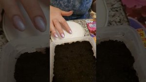 моя любимая Питуния, посадка петунии.