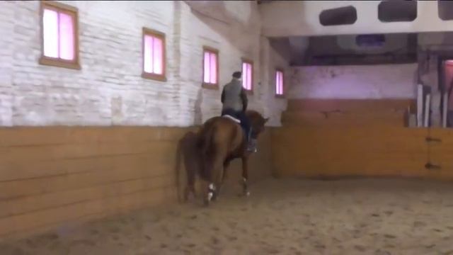 Конный спорт. Патриция (Панацея) № 1 смотреть онлайн