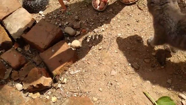 У нас с утра гости .Дети прокатились на трицикле смотреть онлайн