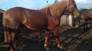 Продаже жеребцов. 2 года 50%русский тяжеловоз