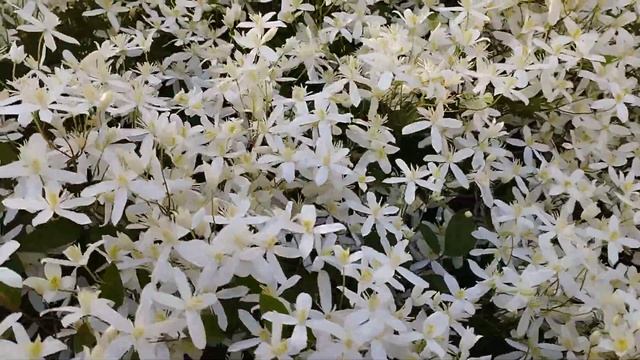 Жук Бронзовка. Вкусно и полезно для домашних питомцев! смотреть онлайн