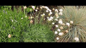 Garden Maintenance|Lupins,Aquilegia,Roses,Armeria,Laurapetalum,Phlox, Pansies,Peonies,Osteos,Daisie