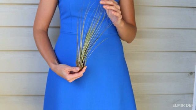 Атмосферная тилландсия смотреть онлайн