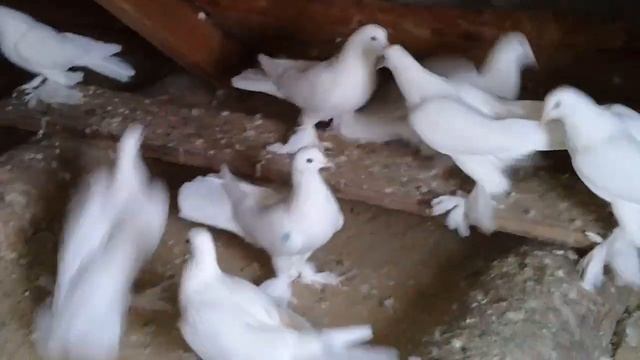 Широкохвостые голуби Армавир 89182485829 смотреть онлайн