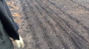 Правильная посадка семейного лука и лука севка!