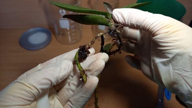 Наращивание корней орхидеи Фаленопсис над водой. (1часть 03.03.21)