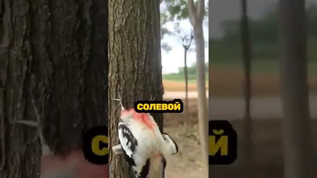 Солевой дятел