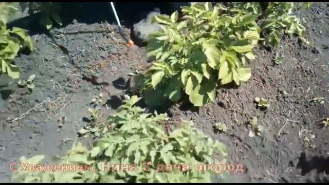 ВЫ ЗАБУДИТЕ О КОЛОРАДСКОМ ЖУКЕ И ЕГО ЛИЧИНКАХ;) МОЛНИЯ ЭКСТРА эффект смотреть онлайн