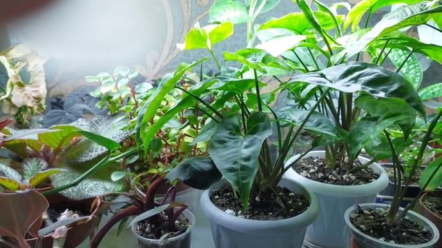 Комнатные цветы?/Растения на стеллаже/11 ноября смотреть онлайн