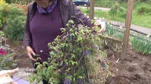 Clematis For Containers - Mother's Day