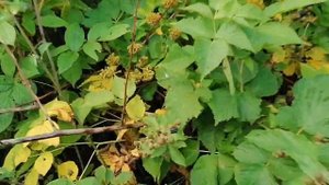 Размышляю, а что если заняться выращиванием ежевики и малины как бизнес?? Есть под это 6-10 соток.