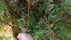 Обрезка спиреи серой