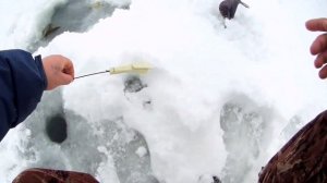 Глухозимье.Ротан в феврале Леска срещит от рыбы